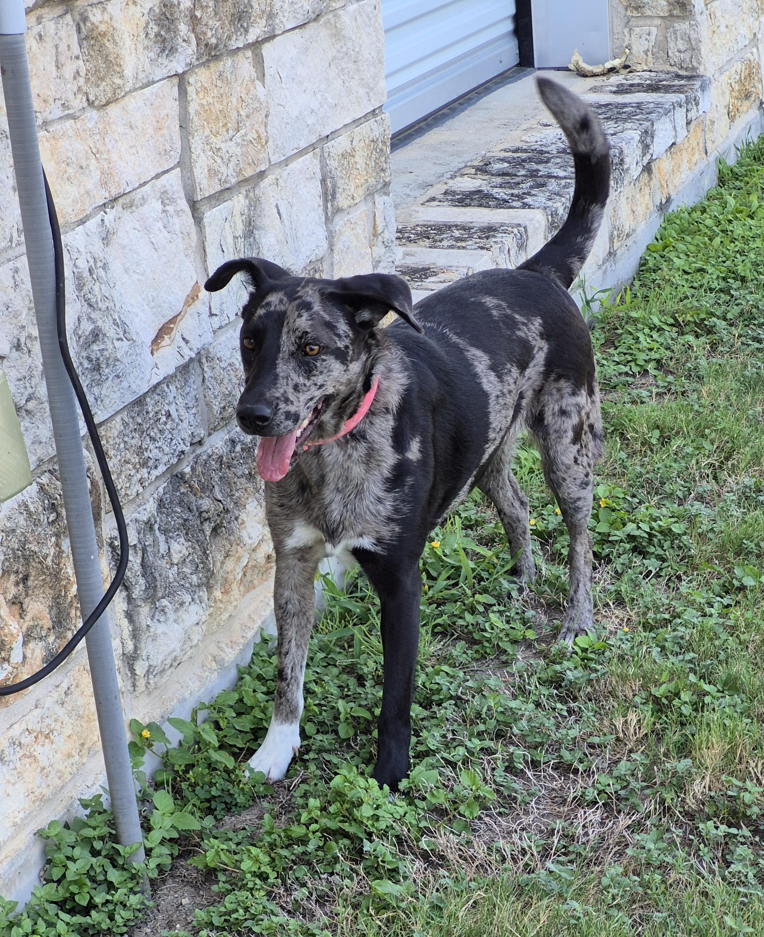 Enlarge Dani Phantom, a Adoptable mixed breed in Schertz, TX image 2/4