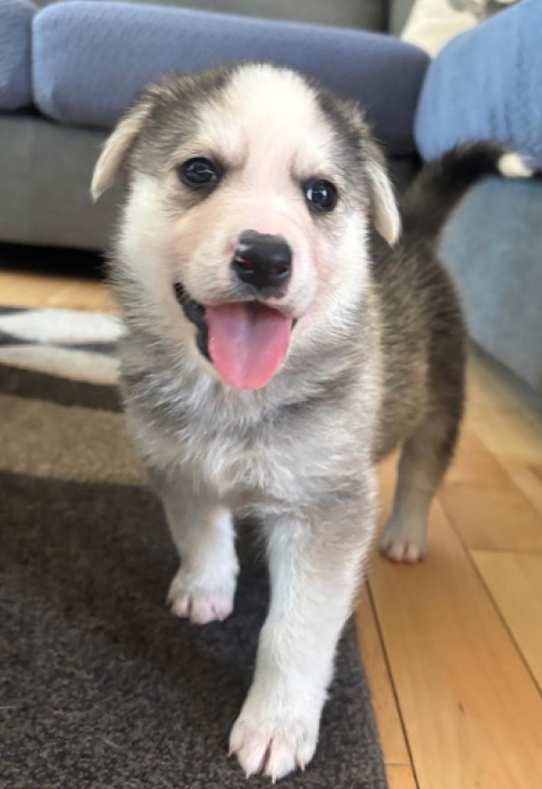 Beau, adopted, Puppy Male Husky & Labrador Retriever.