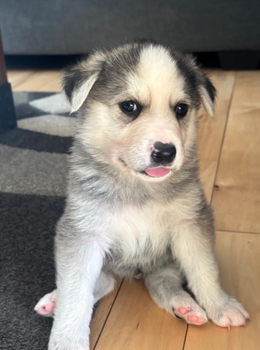 Enlarge Beau, an adopted mixed breed in Calgary, AB image 2/2