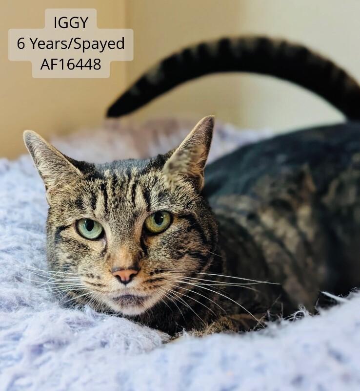 Iggy, Adoptable, Adult Female Domestic Short Hair.