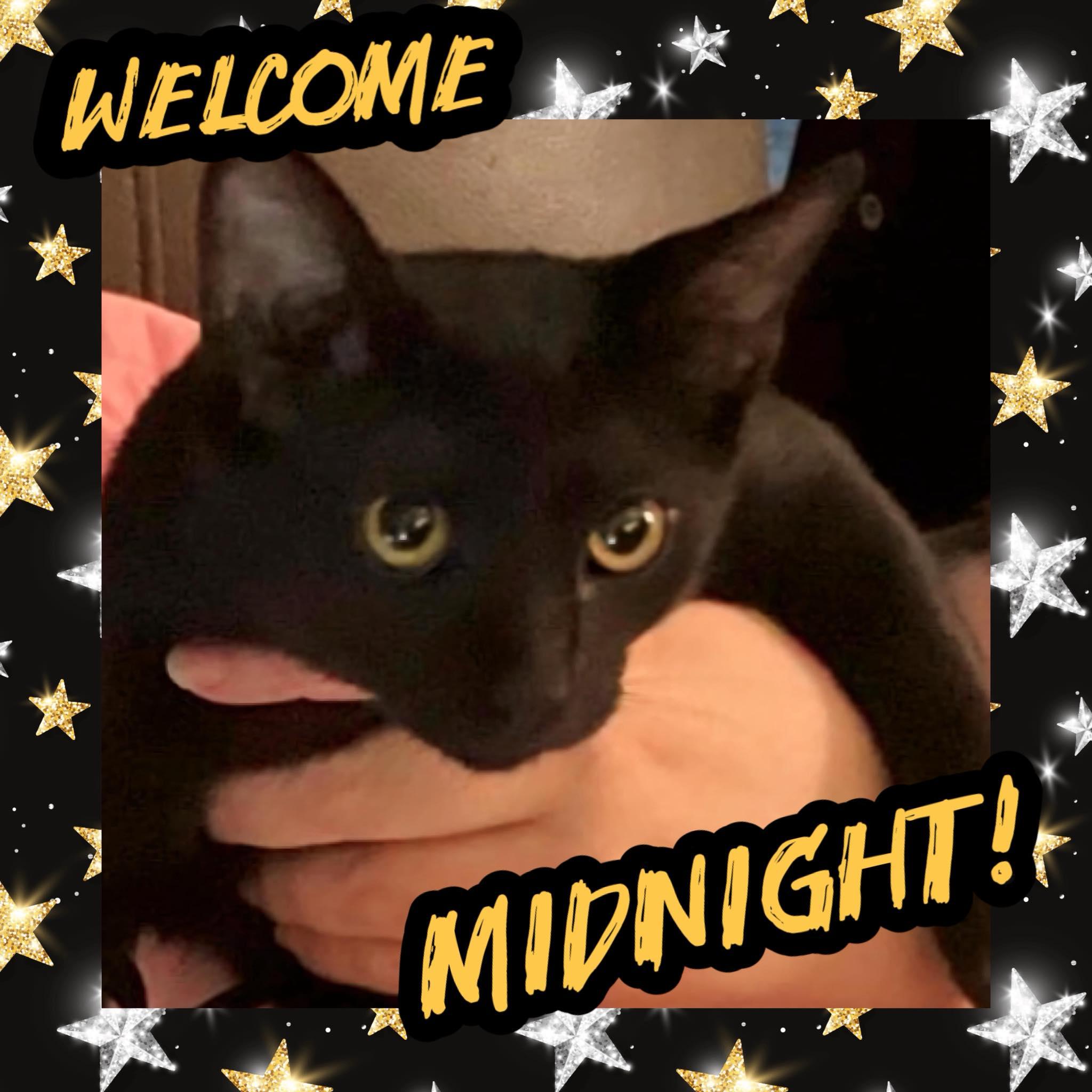 Enlarge Midnight, a ADOPTABLE Bombay in Cincinnati, OH image 1/1