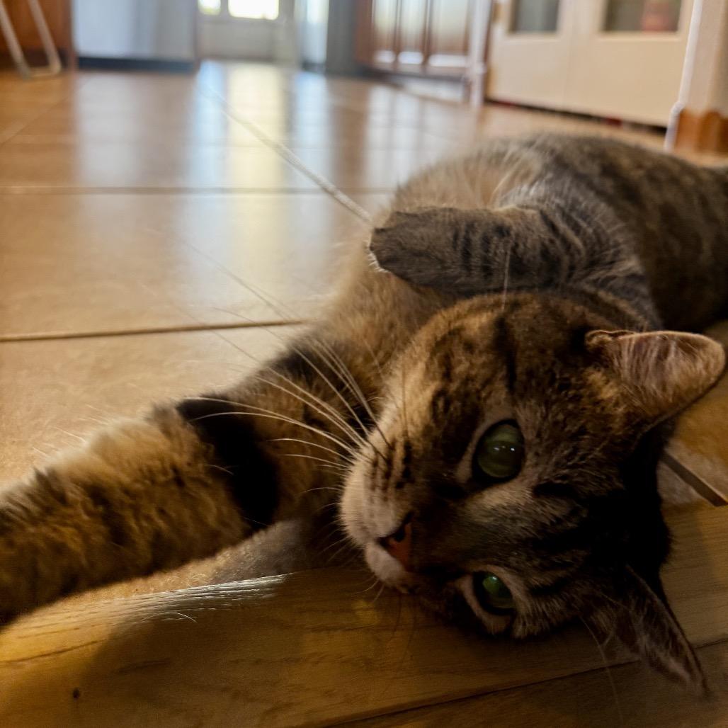 Sylvia, Adoptable, Adult Female Domestic Short Hair.