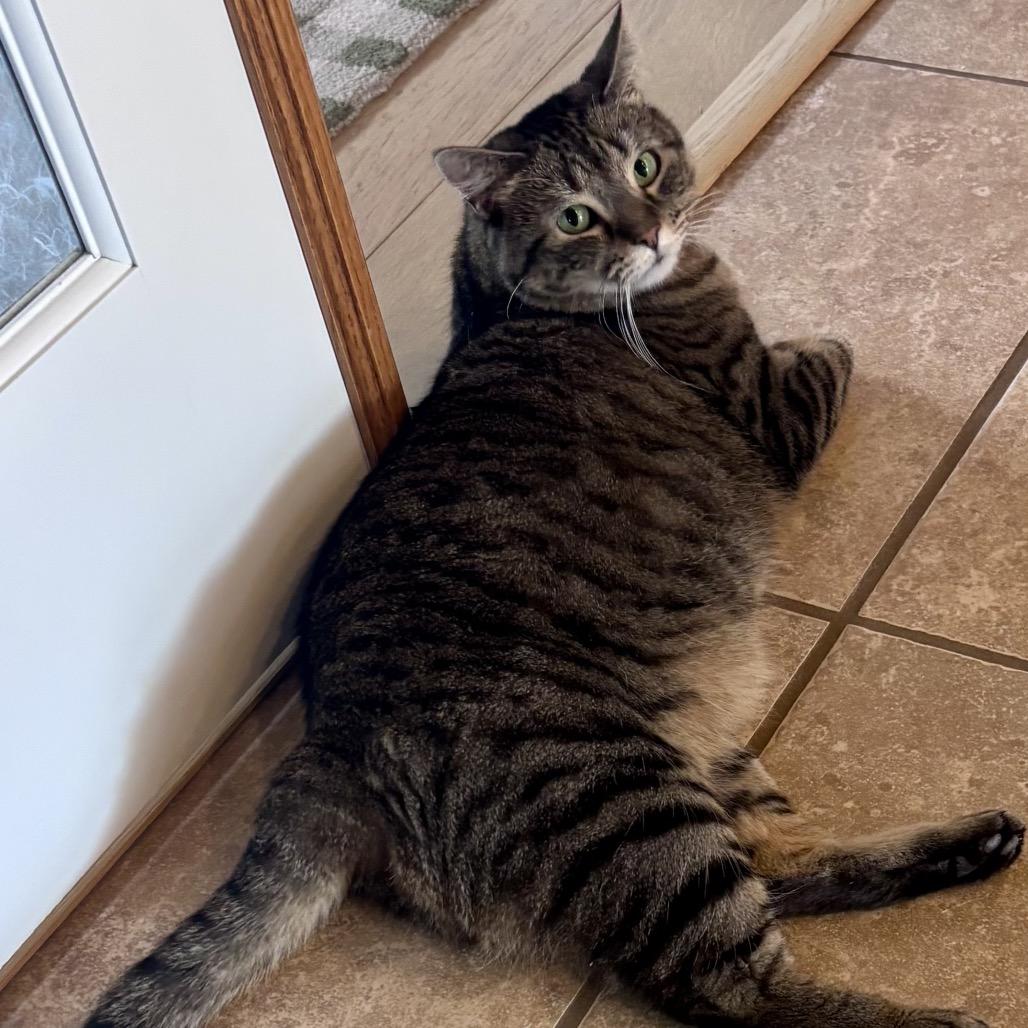 Enlarge Sylvia, a Adoptable Domestic Short Hair in Cheyenne, WY image 2/6
