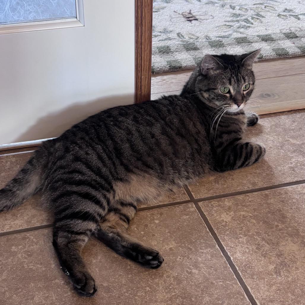 Enlarge Sylvia, a Adoptable Domestic Short Hair in Cheyenne, WY image 3/6