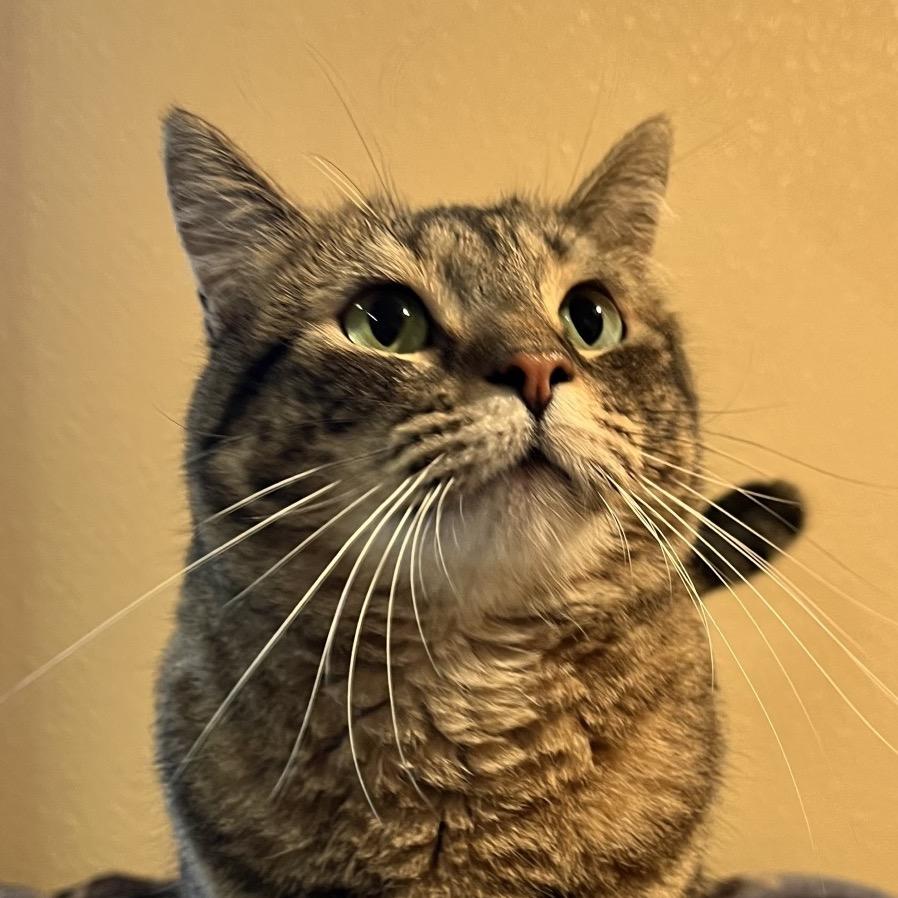Sylvia, Adoptable, Adult Female Domestic Short Hair.