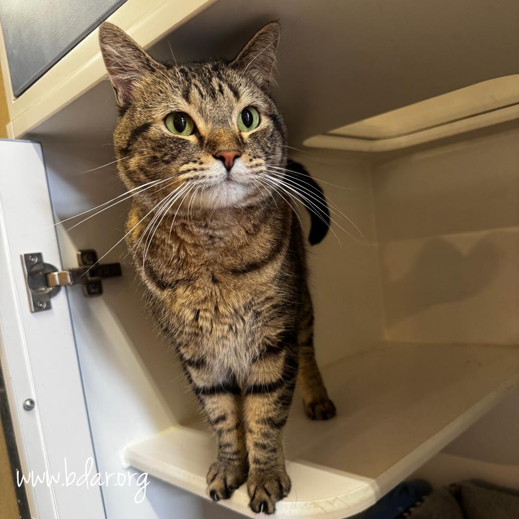 Sylvia, a Adoptable Domestic Short Hair in Cheyenne, WY image 2/3