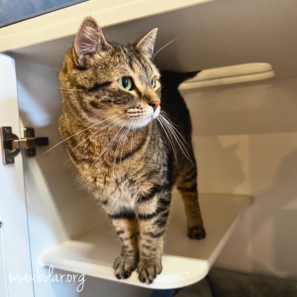 Sylvia, a Adoptable Domestic Short Hair in Cheyenne, WY image 3/3