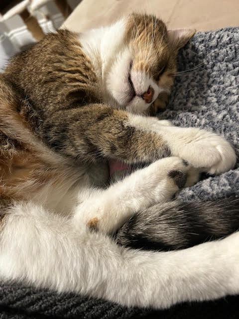 Enlarge Waylon Jenings, a Adoptable Domestic Short Hair in Arthur, ON image 1/3