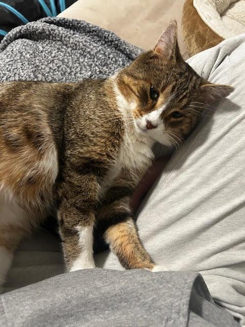 Enlarge Waylon Jenings, a Adoptable Domestic Short Hair in Arthur, ON image 2/3