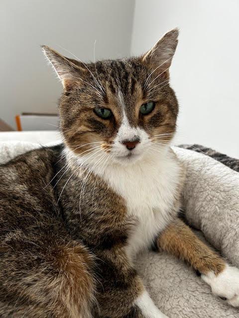 Enlarge Waylon Jenings, a Adoptable Domestic Short Hair in Arthur, ON image 3/3