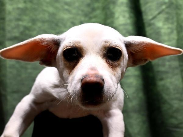 Pancake — thumbnail 2