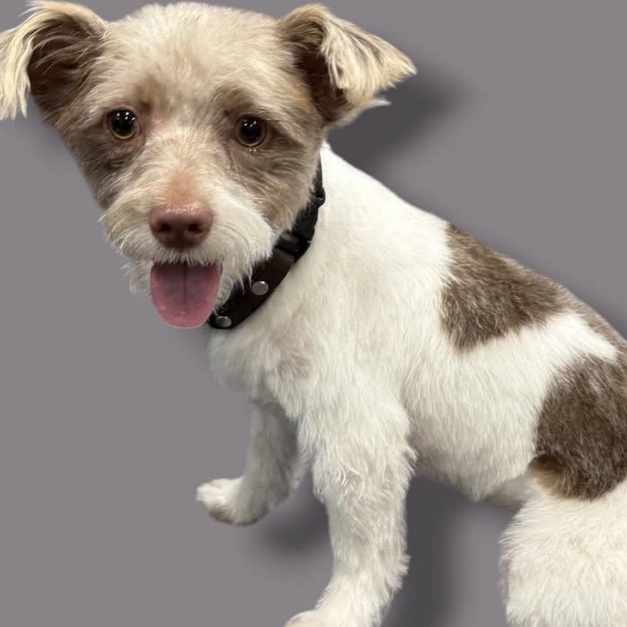 Enlarge Bodie, a Adoptable mixed breed in Scottsdale, AZ image 2/3