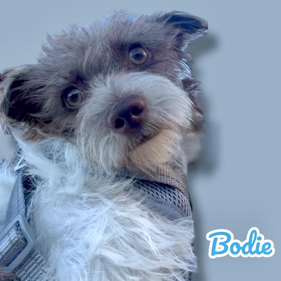 Bodie, Adoptable, Puppy Male Cairn Terrier & Yorkshire Terrier.