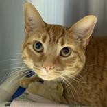 Enlarge Daisy Mae , an adopted Domestic Short Hair in Lansing, MI image 1/1