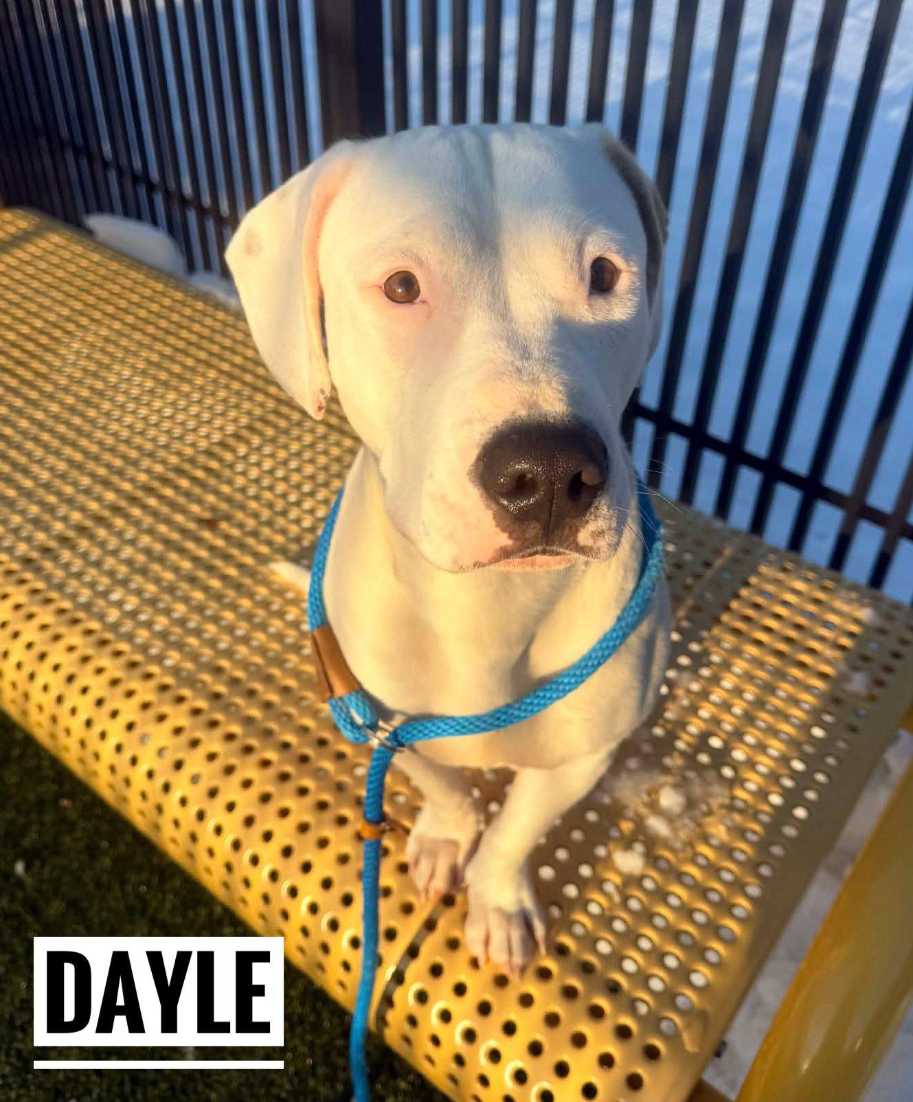 Enlarge Dayle, a ADOPTABLE Mixed Breed in Flint, MI image 1/1