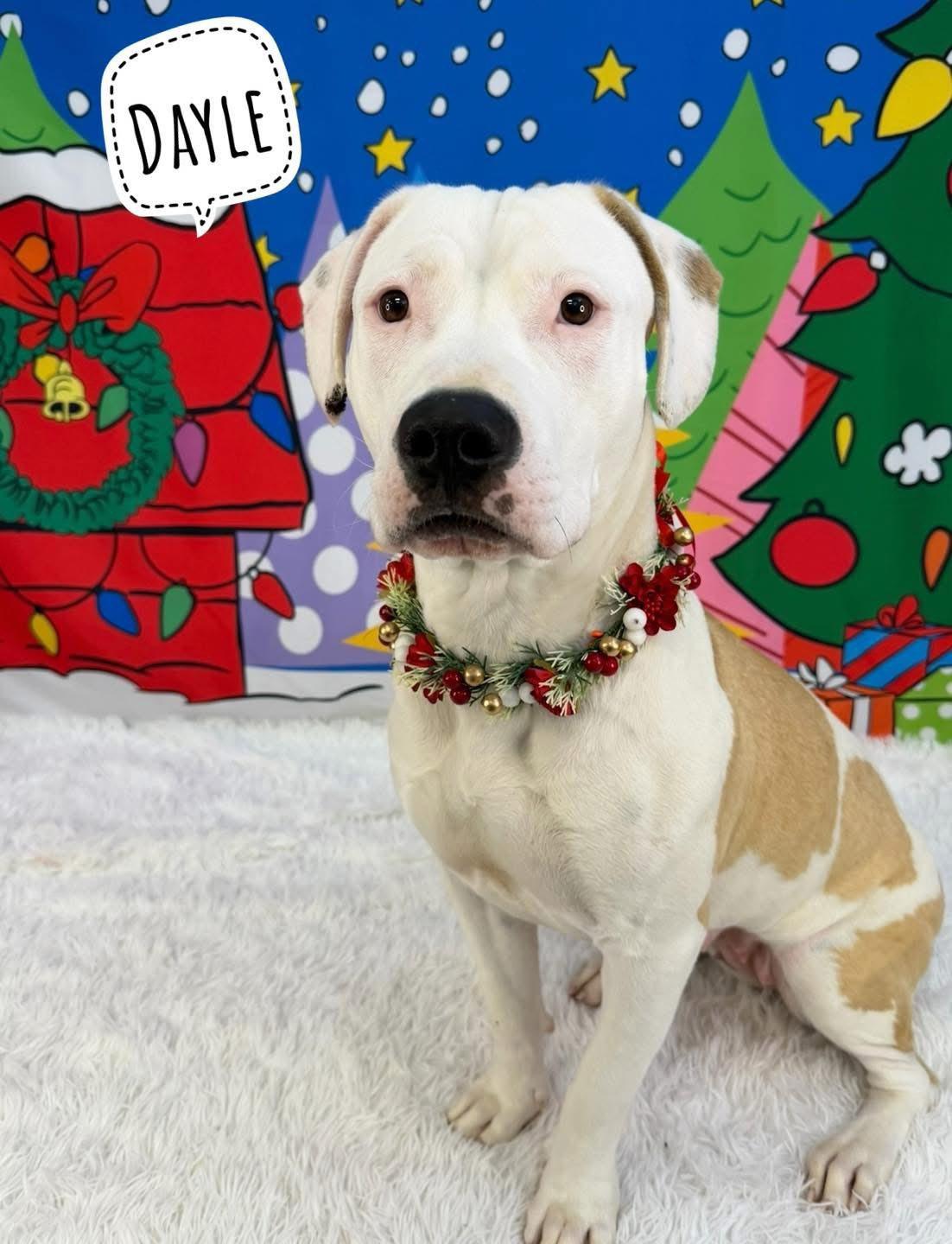 Dayle, ADOPTABLE, Adult Female Mixed Breed.