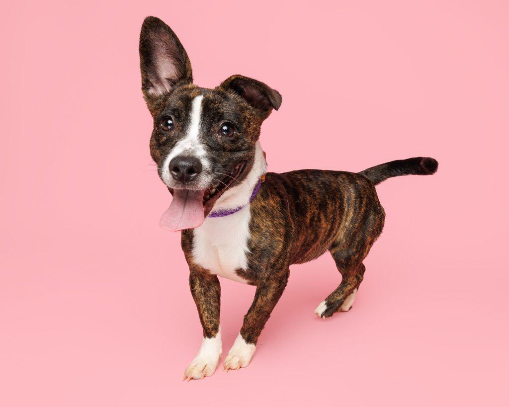 Wallflower, Adopted, Young Female Mixed Breed.