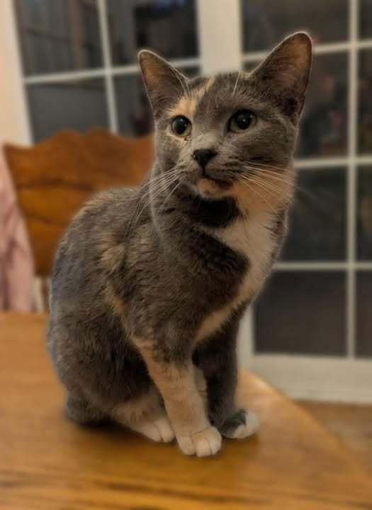 Enlarge Vanity, a Adoptable Domestic Short Hair in New Baltimore, MI image 1/1
