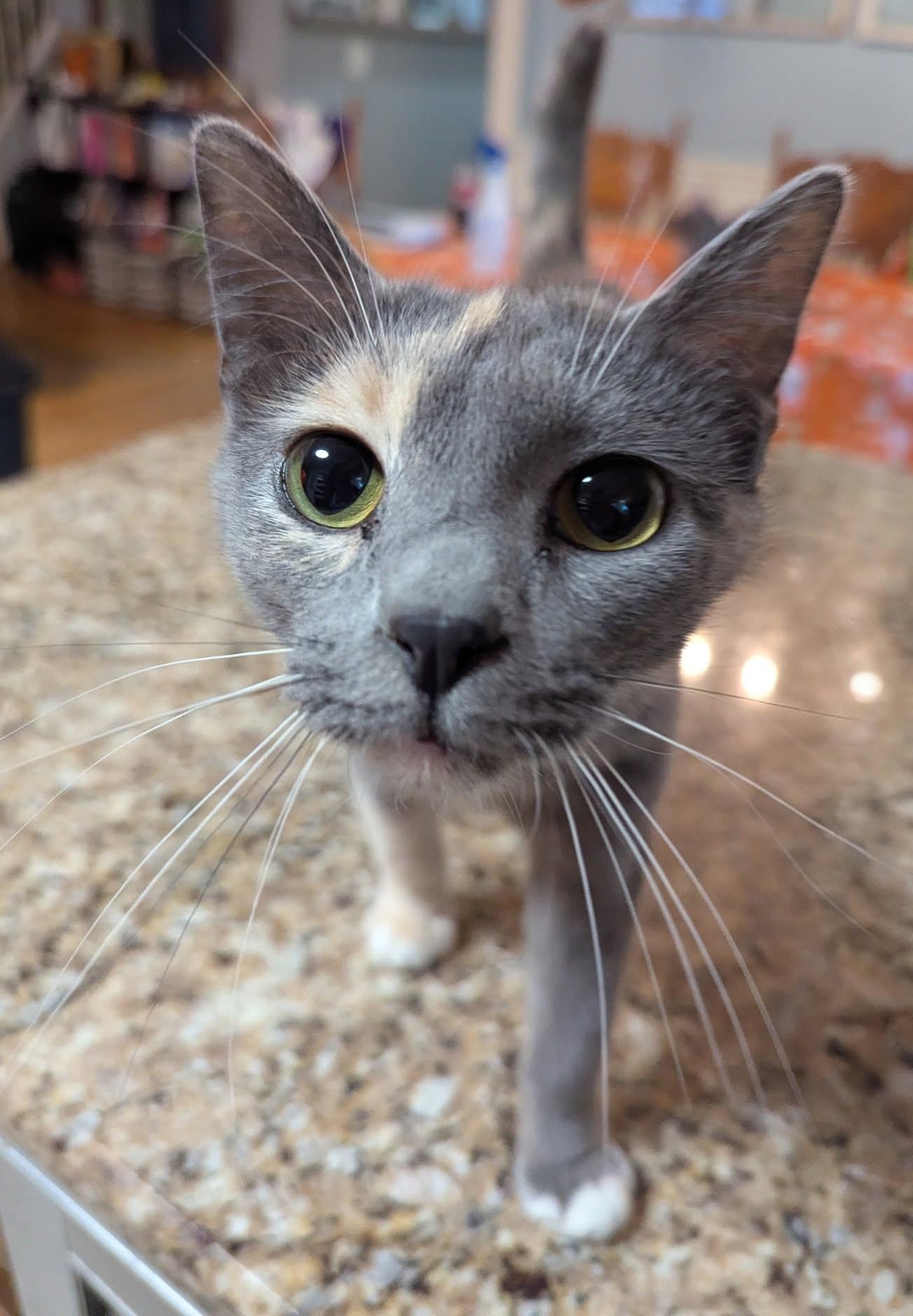 Enlarge Vanity, a Adoptable Domestic Short Hair in New Baltimore, MI image 2/3