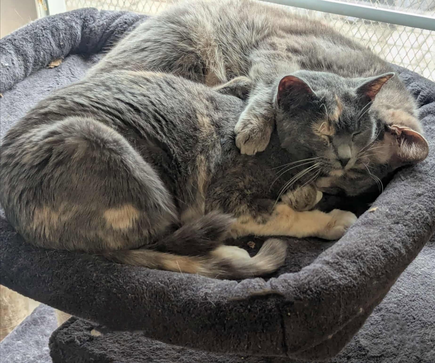 Enlarge Vanity, a Adoptable Domestic Short Hair in New Baltimore, MI image 3/3