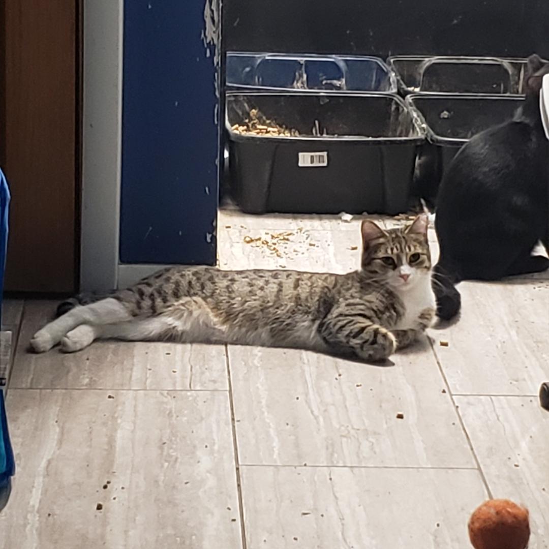 Enlarge Pebbles, a Adoptable Domestic Short Hair in Brighton, MI image 1/6