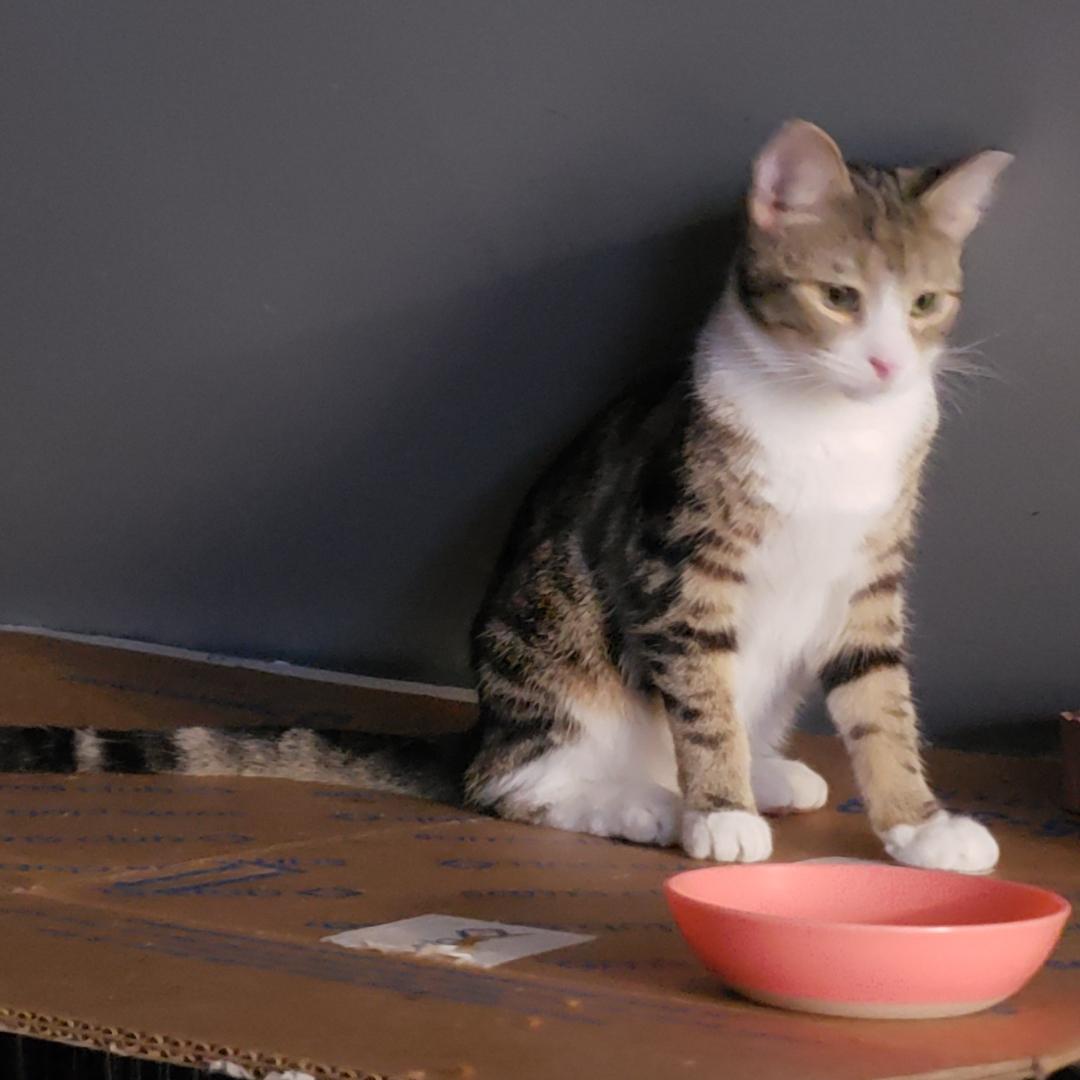 Enlarge Pebbles, a Adoptable Domestic Short Hair in Brighton, MI image 2/6