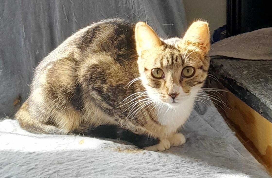 Enlarge Pebbles, a Adoptable Domestic Short Hair in Brighton, MI image 4/6