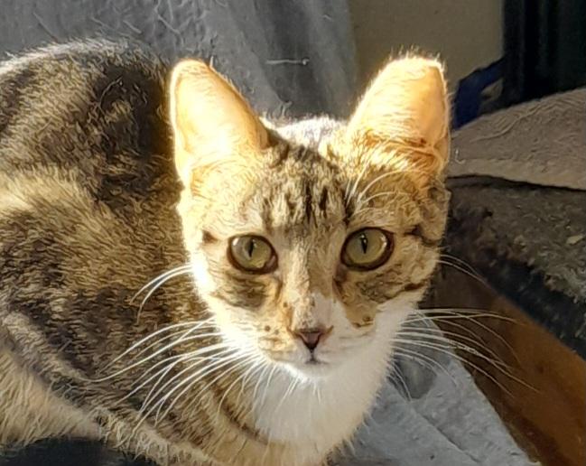 Enlarge Pebbles, a Adoptable Domestic Short Hair in Brighton, MI image 5/6