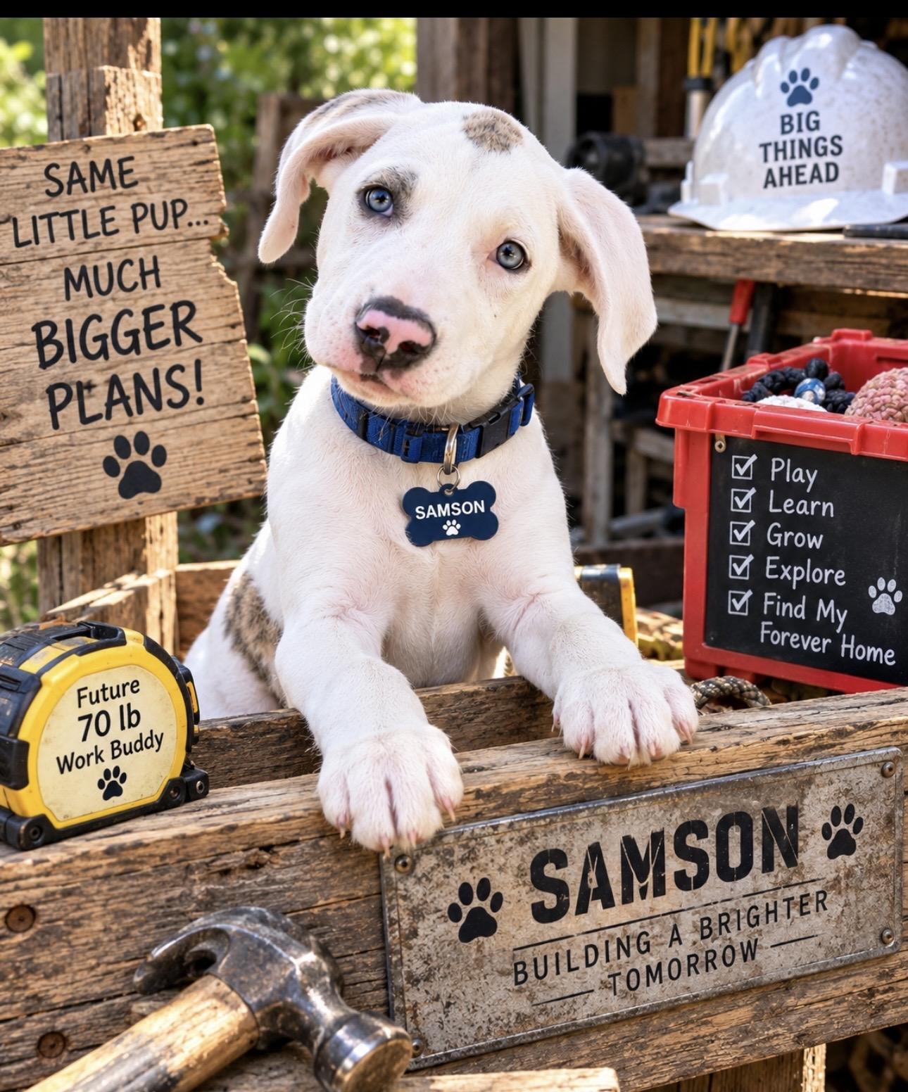 Samson, Adopted, Puppy Male American Bulldog & Labrador Retriever.