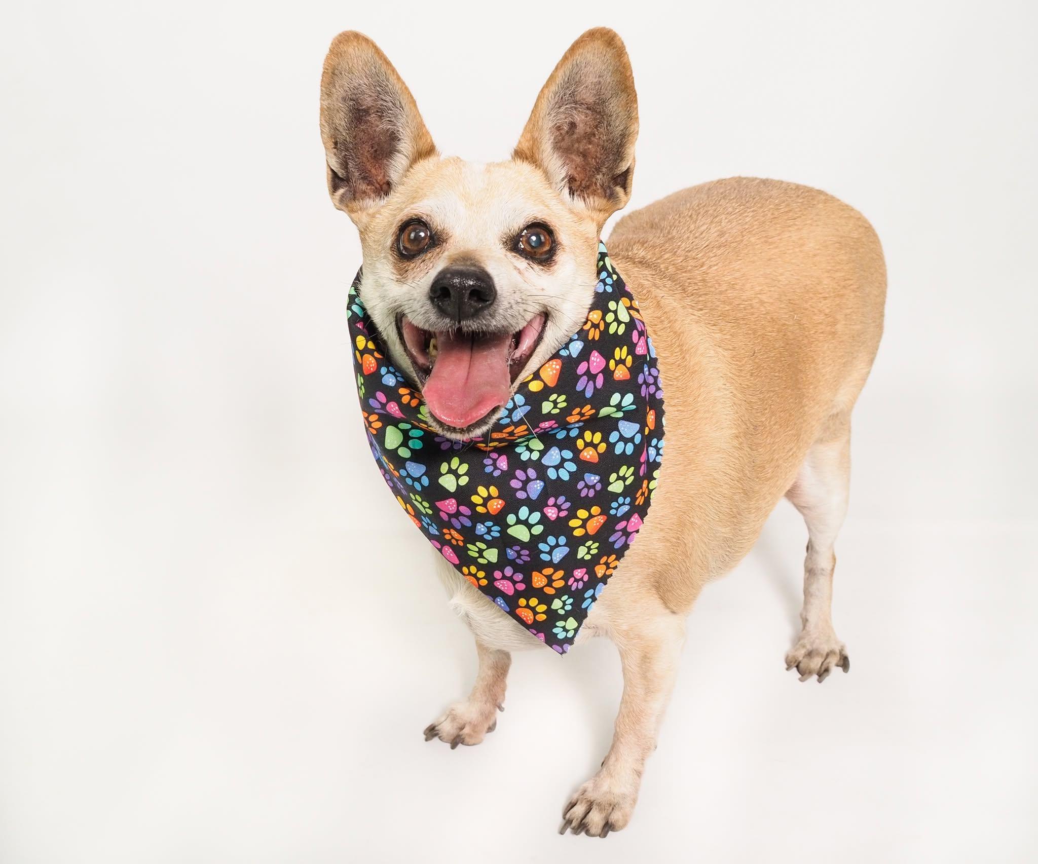 Enlarge Chico, a Adoptable mixed breed in PHOENIX, AZ image 1/6