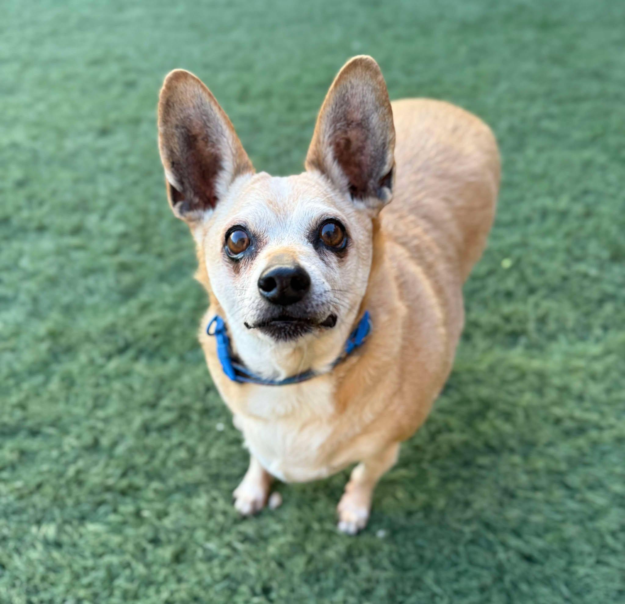 Enlarge Chico, a Adoptable mixed breed in PHOENIX, AZ image 5/6
