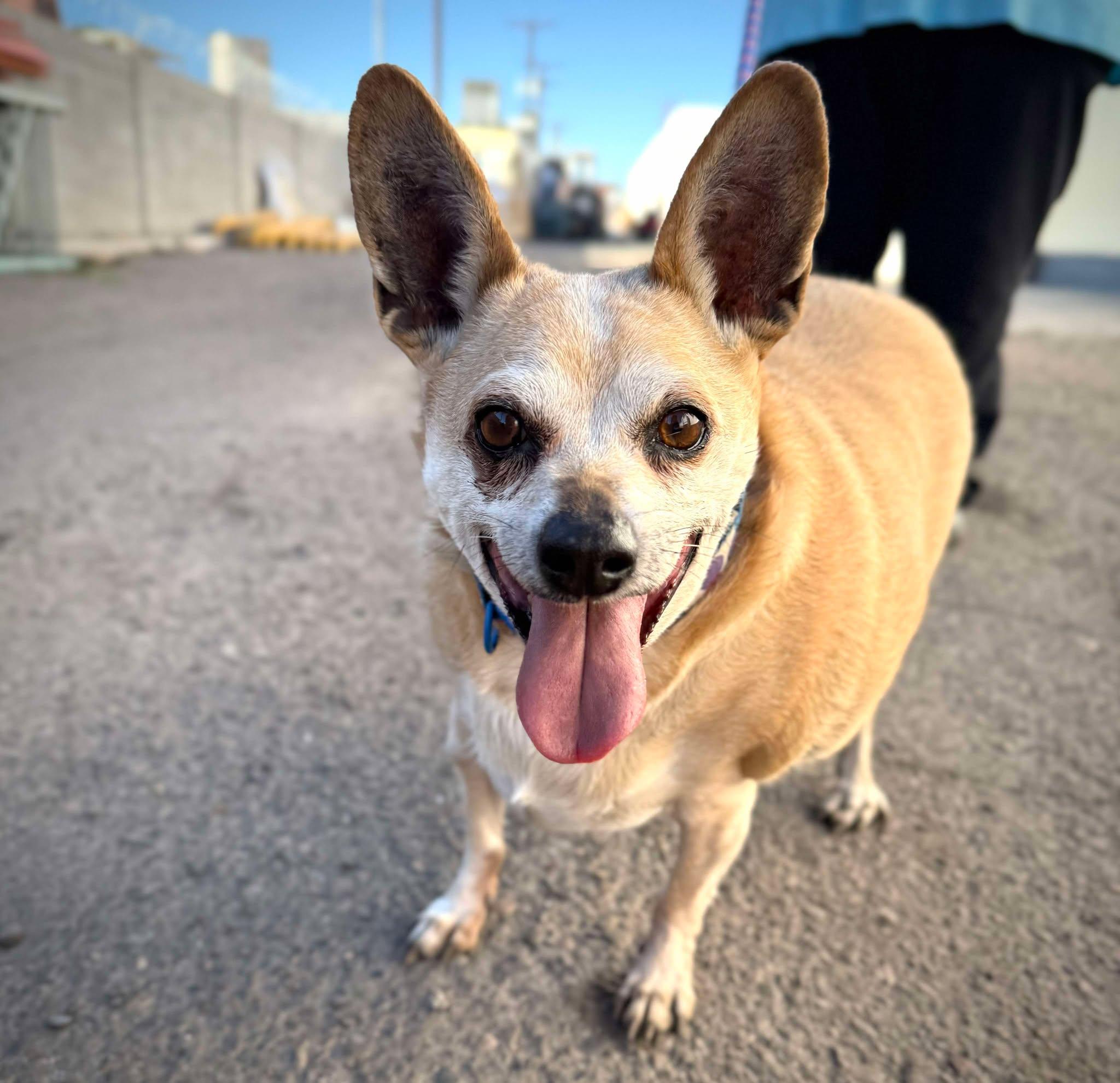 Enlarge Chico, a Adoptable mixed breed in PHOENIX, AZ image 6/6