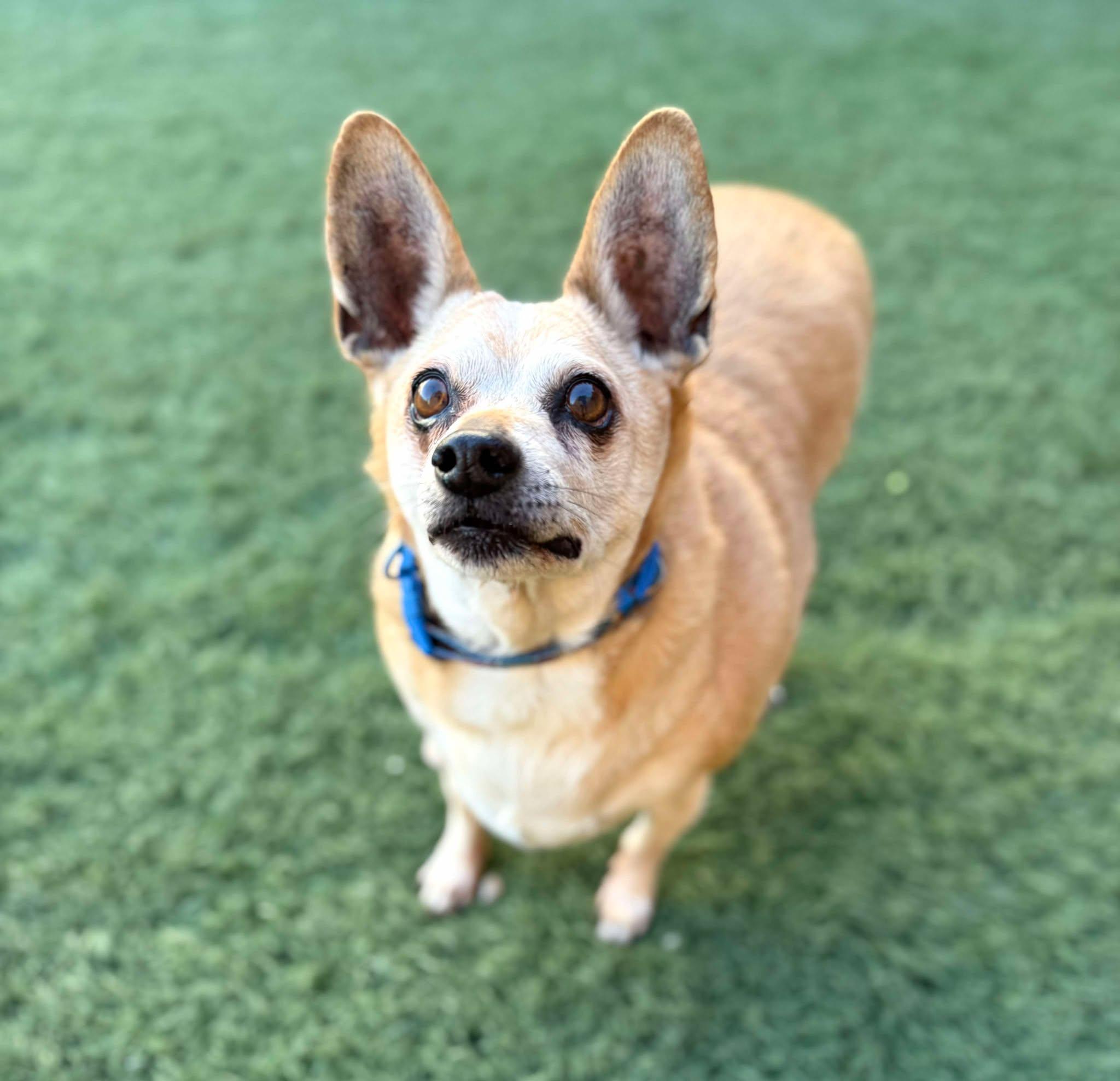 Enlarge Chico, a Adoptable mixed breed in PHOENIX, AZ image 4/6