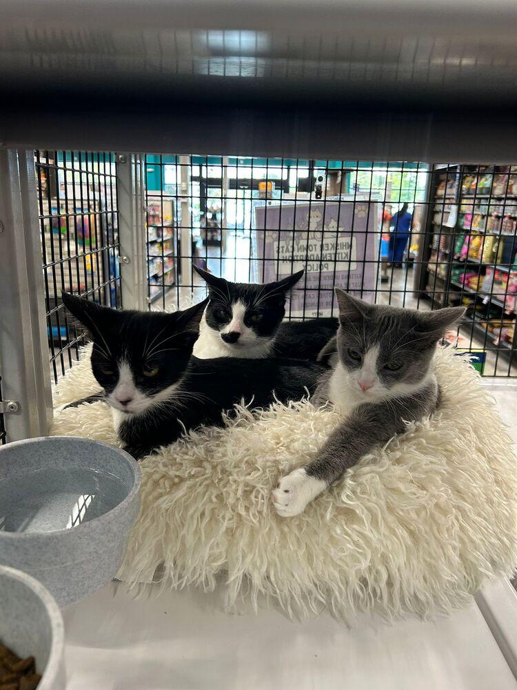 Enlarge Hobo, a Adoptable Domestic Short Hair in Orlando, FL image 1/4