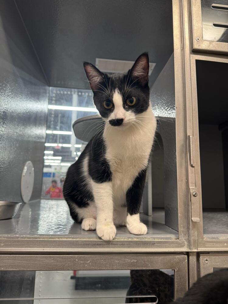 Enlarge Hobo, a Adoptable Domestic Short Hair in Orlando, FL image 2/4