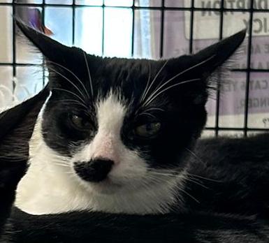 Enlarge Hobo, a Adoptable Domestic Short Hair in Orlando, FL image 4/4