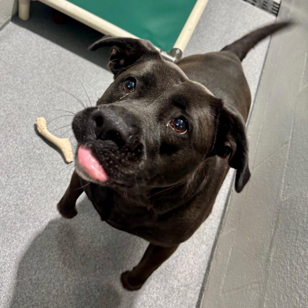 Shelley, Adoptable, Adult Female Black Labrador Retriever & English Bulldog.