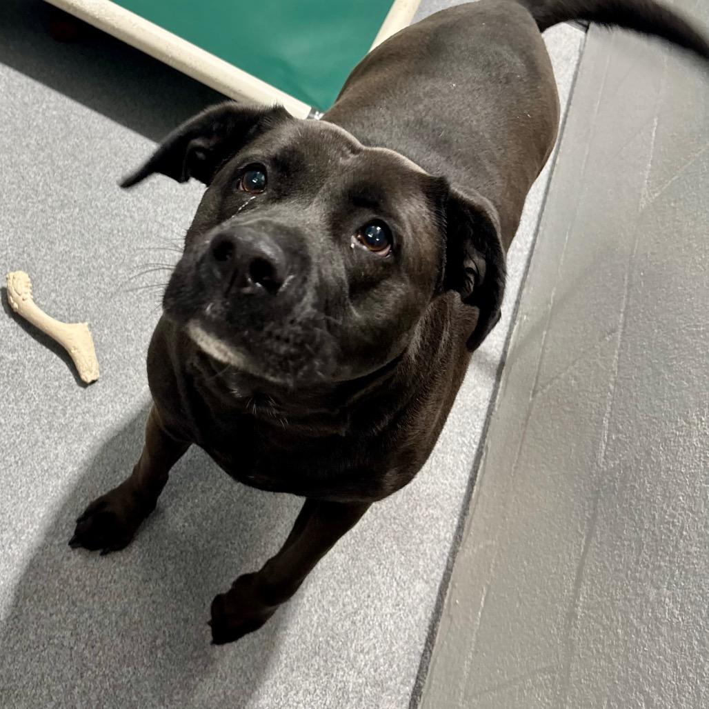 Enlarge Shelley, a Adoptable mixed breed in Evansville, IN image 2/6
