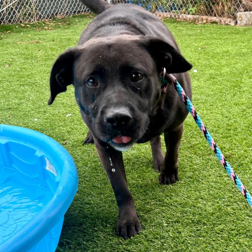 Enlarge Shelley, a Adoptable mixed breed in Evansville, IN image 3/6