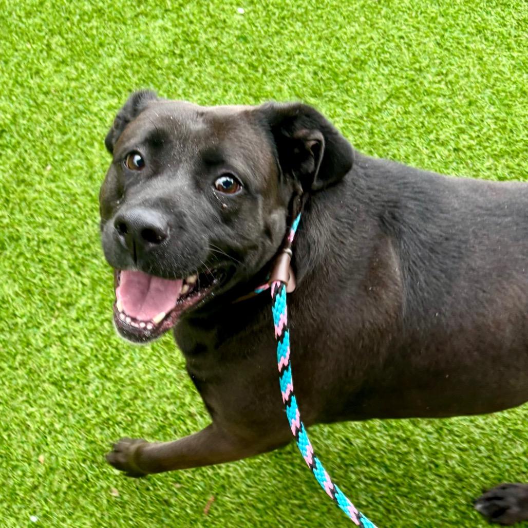 Enlarge Shelley, a Adoptable mixed breed in Evansville, IN image 4/6