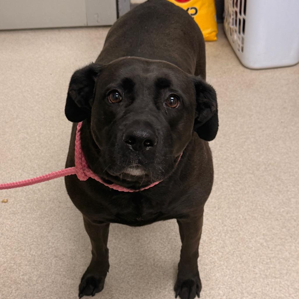 Enlarge Shelley, a Adoptable mixed breed in Evansville, IN image 5/6