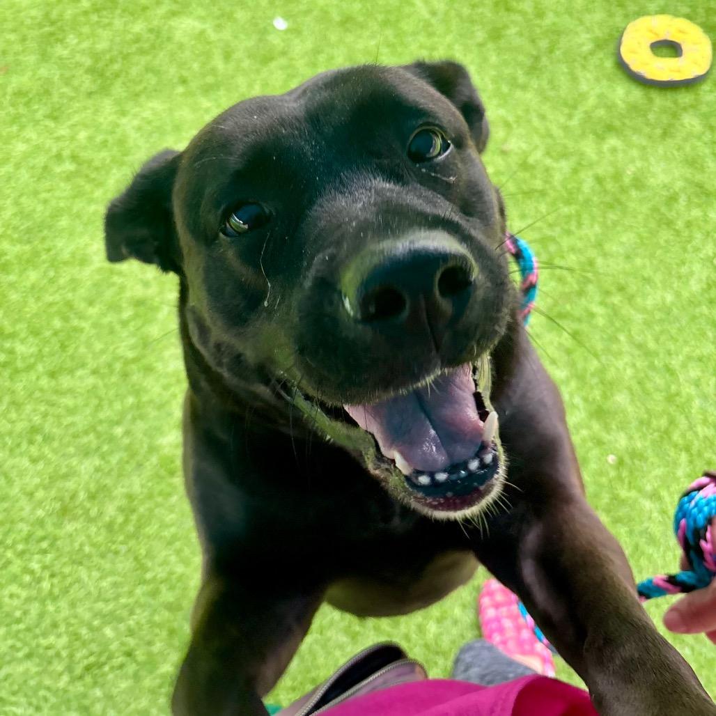 Enlarge Shelley, a Adoptable mixed breed in Evansville, IN image 6/6