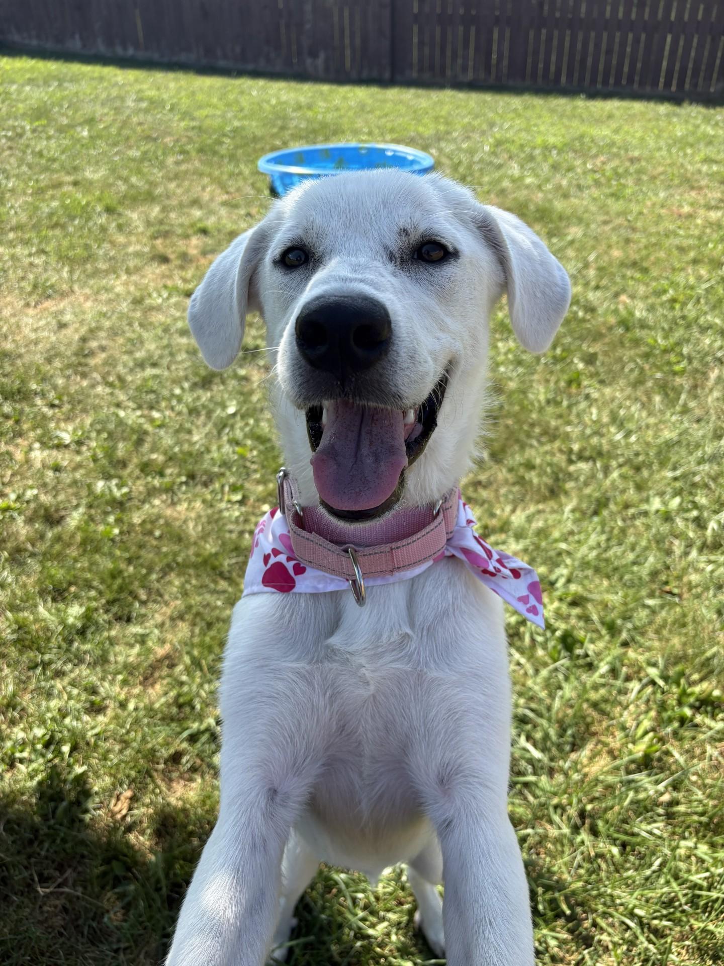 Enlarge Collette, a Adoptable mixed breed in South Charleston, OH image 1/3