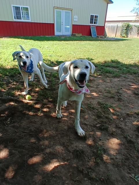 Enlarge Collette, a Adoptable mixed breed in South Charleston, OH image 2/3