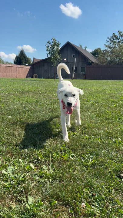 Enlarge Collette, a Adoptable mixed breed in South Charleston, OH video 3/3