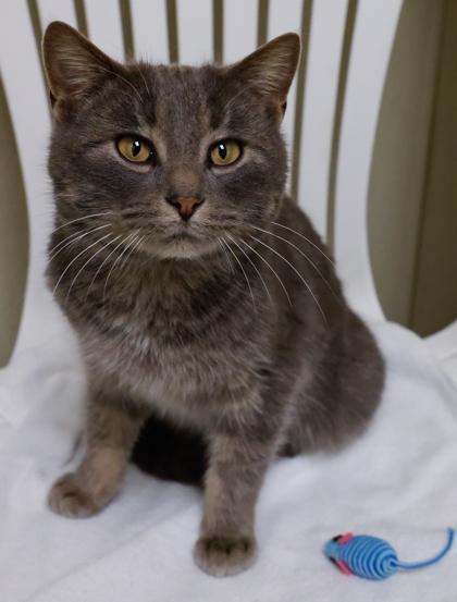 Weston, Adoptable, Adult Male Domestic Short Hair & Domestic Short Hair.