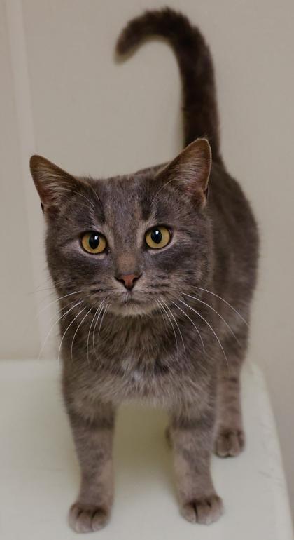 Enlarge Weston, a Adoptable mixed breed in Baraboo, WI image 2/3