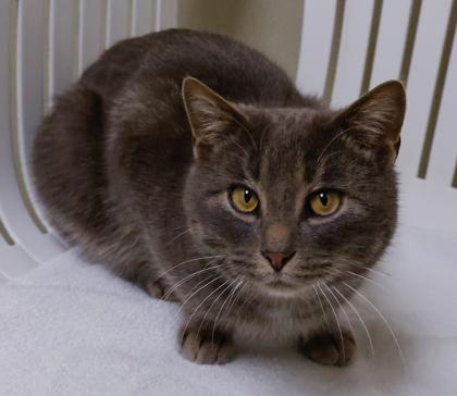 Enlarge Weston, a Adoptable mixed breed in Baraboo, WI image 3/3