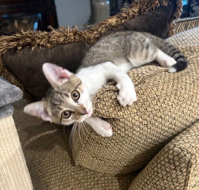 Enlarge Toby, a Adoptable Domestic Short Hair in The Woodlands, TX image 1/3