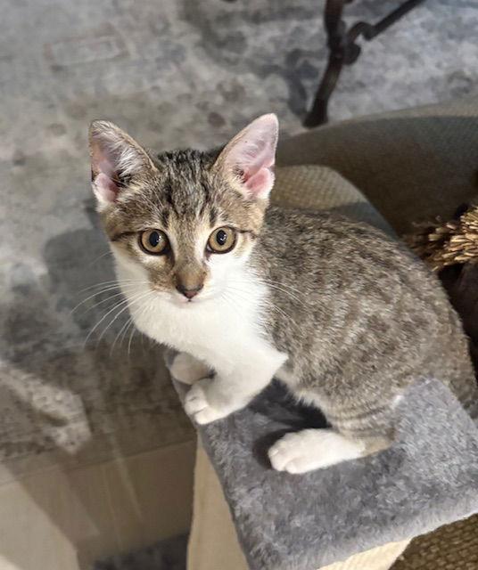 Enlarge Toby, a Adoptable Domestic Short Hair in The Woodlands, TX image 3/3